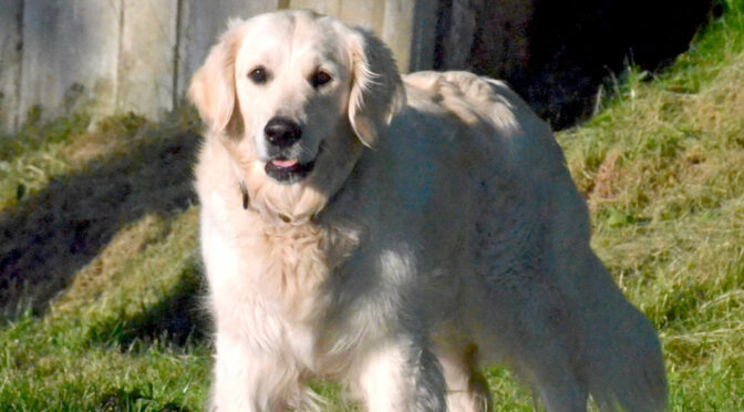 Ende Mai erwarten wir Welpen von unserer Liv